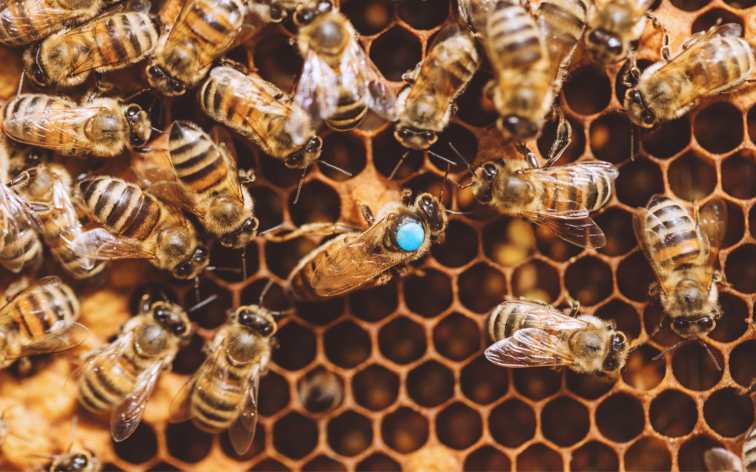 Die Bienenkönigin: Das Herz des Bienenvolks