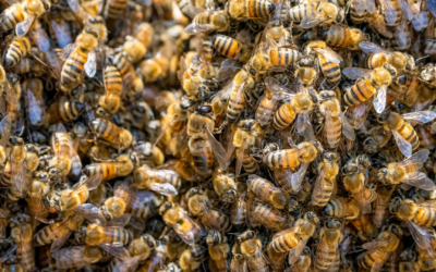 Das Bienenvolk: Faszinierende Einheit der Natur