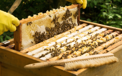 Frühlingsvorbereitung: Imkerarbeiten für ein gesundes Bienenjahr